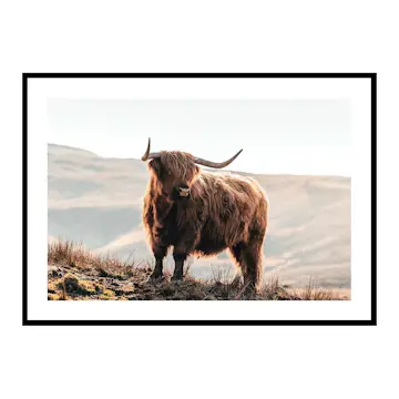 Poster Gallerix Highland Cow In Sunlight