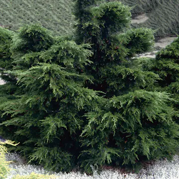 Fågelbogran Omnia Garden 25-30 cm