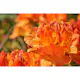 Rhododendron Azalea Omnia Garden Knaphill Golden Eagle 30-40 cm