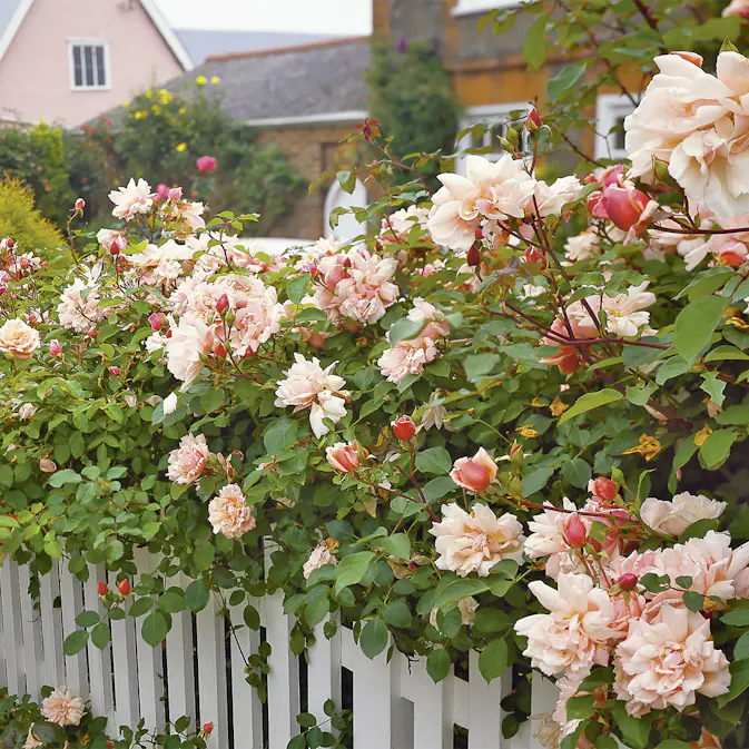 Storblommig Buskros Omnia Garden Albertine