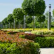 Prydnadsträd Omnia Garden Klotlönn, Grönt Lövverk & Gul Blomning, 8-10cm