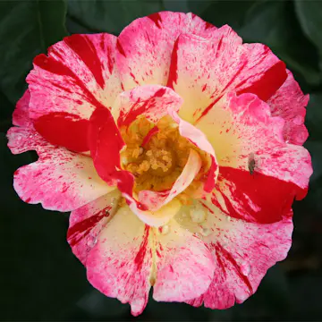 Flerblommig Rabattros Omnia Garden Hanky Panky