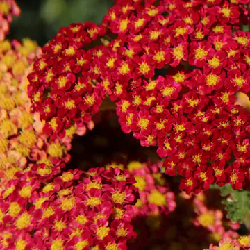Perenn Omnia Garden Röllika Paprika