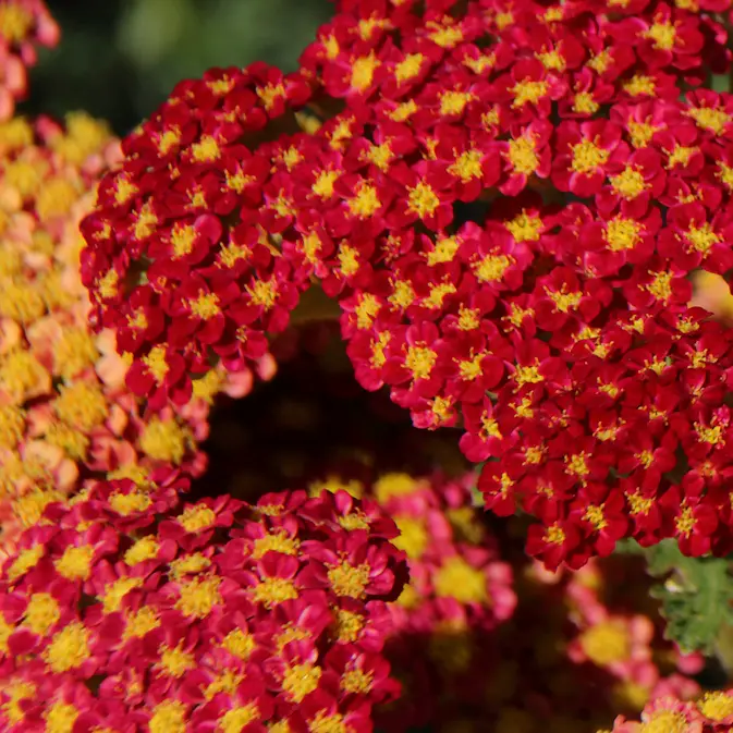 Perenn Omnia Garden Röllika Paprika