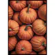 Poster Gallerix Pumpkins