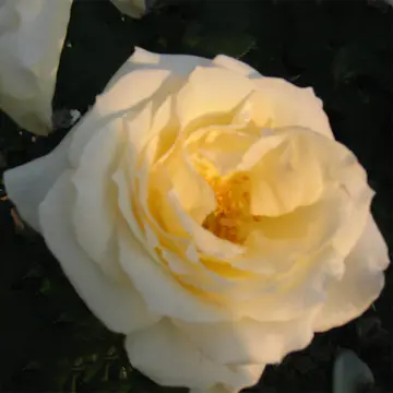 Storblommig Klätterros Omnia Garden Schneewalzer