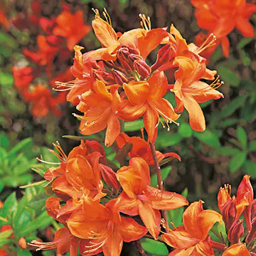 Rhododendron Azalea Omnia Garden Knaphill Golden Eagle 30-40 cm