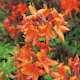 Rhododendron Azalea Omnia Garden Knaphill Golden Eagle 30-40 cm
