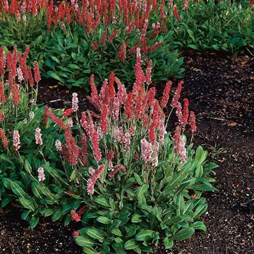 Perenn Omnia Garden Bergormrot Darjeeling Red