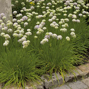 Perenn Omnia Garden Strandtrift Alba