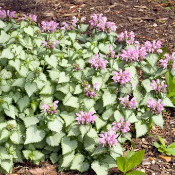 Perenn Omnia Garden Rosenpliter Beacon Silver