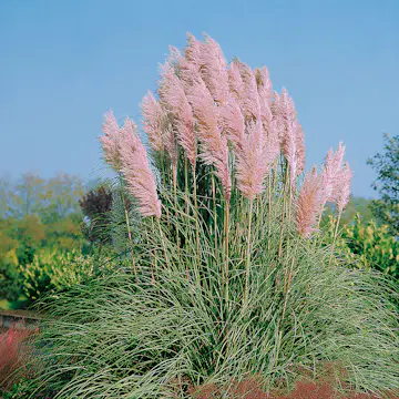 Prydnadsgräs Omnia Garden Pampasgräs Rosea