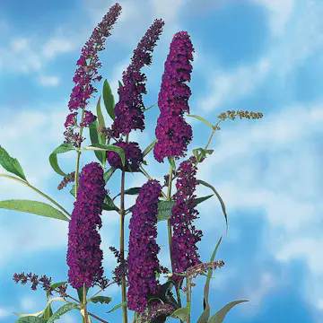 Prydnadsbuske Omnia Garden Syrénbuddleja Black Knight