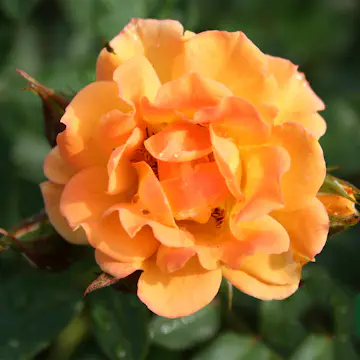 Buskros Omnia Garden Marktäckande Flaming Cover