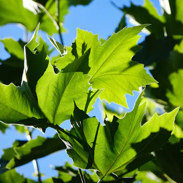 Prydnadsträd Omnia Garden Platan