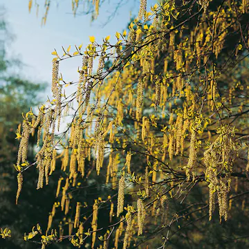 Prydnadsbuske Omnia Garden Hassel