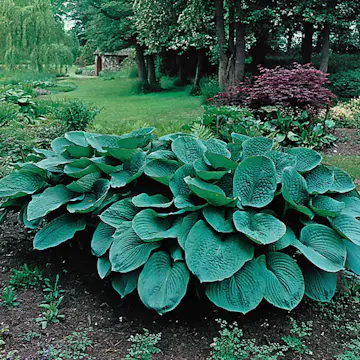 Blomsterfunkia Omnia Garden Daggfunkia Sieboldiana Elegans