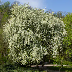 Prydnadsträd Omnia Garden Hägg, Vit Blomning & Grönt Lövverk, 120-175 cm