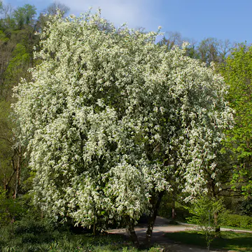 Prydnadsträd Omnia Garden Hägg, Vit Blomning & Grönt Lövverk, 120-175 cm