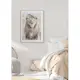 Poster Gallerix Majestic Lion Color