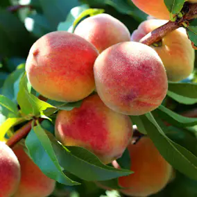 Träd Omnia Garden Persikot Redhaven - Fruktträd