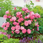 Flerblommig Rabattros Omnia Garden Leonardo da Vinci