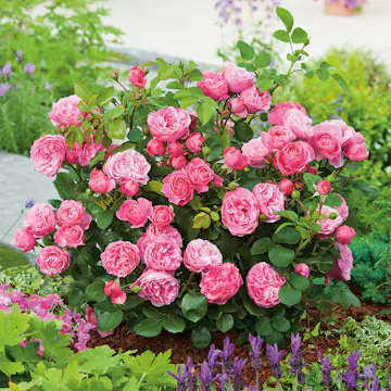 Flerblommig Rabattros Omnia Garden Leonardo da Vinci