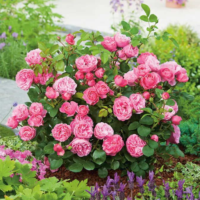 Flerblommig Rabattros Omnia Garden Leonardo da Vinci