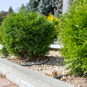 Tuja Omnia Garden Little Giant