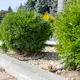Tuja Omnia Garden Little Giant
