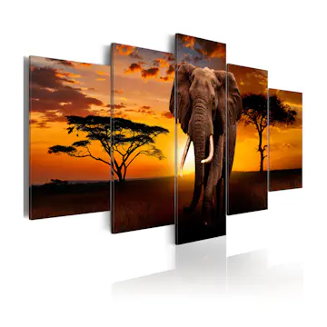 Tavla Arkiio The Savannah King