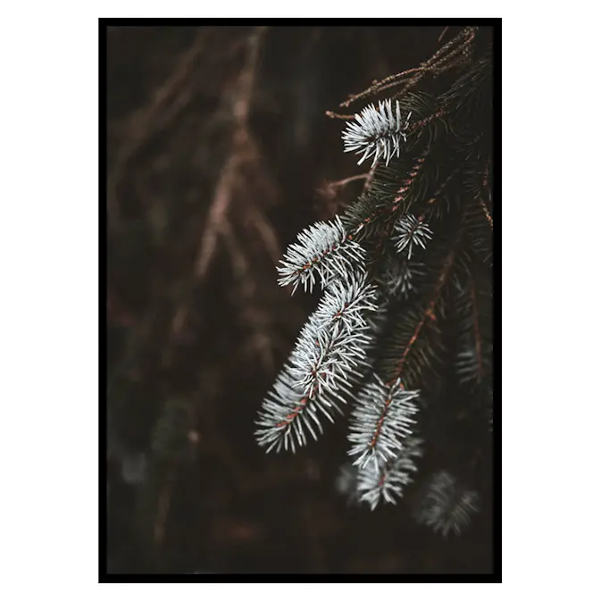 Poster Gallerix Fir Needle In White