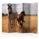 Rumsavdelare Skärmvägg Arkiio Horse And Foal II 225x172 cm