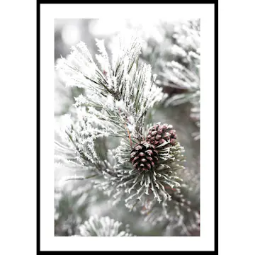 Poster Gallerix Snowy Fir Branch