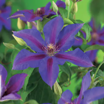 Klätterväxt Storblommig Klematis Omnia Garden Mrs N. Thompson 40-60 cm