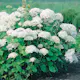 Prydnadsbuske Vidjehortensia Omnia Garden Vit