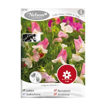 Frö Luktärt Nelson Garden Villa Roma White & Rose
