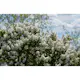 Buske Omnia Garden Syrén Vit 20-40 cm Krukodlade