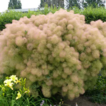 Perukbuske Omnia Garden Young Lady