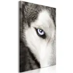 Tavla Arkiio Dog's Look