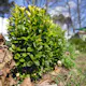 Buske Omnia Garden Buxbom Buxus Sempervirens 15-20 cm