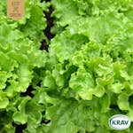 Fröpåse Eco Grow Plocksallat Green Salad Bowl