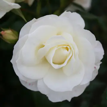 Flerblommig Rabattros Omnia Garden Gråsten