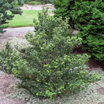 Prydnadsbuske Omnia Garden Japansk Järnek Dark Green