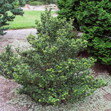 Prydnadsbuske Omnia Garden Japansk Järnek Dark Green