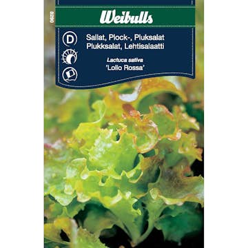 Frö Sallat Weibulls Plock Lollo Rossa