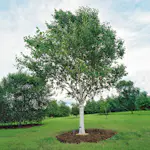 Prydnadsträd Omnia Garden Himalajabjörk, Gröna Lövverk & Gul Blomning, 150-200 cm