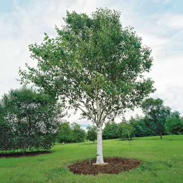 Prydnadsträd Omnia Garden Himalajabjörk, Gröna Lövverk & Gul Blomning, 150-200 cm
