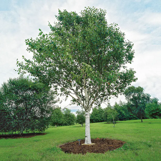 Prydnadsträd Omnia Garden Himalajabjörk, Gröna Lövverk & Gul Blomning, 150-200 cm