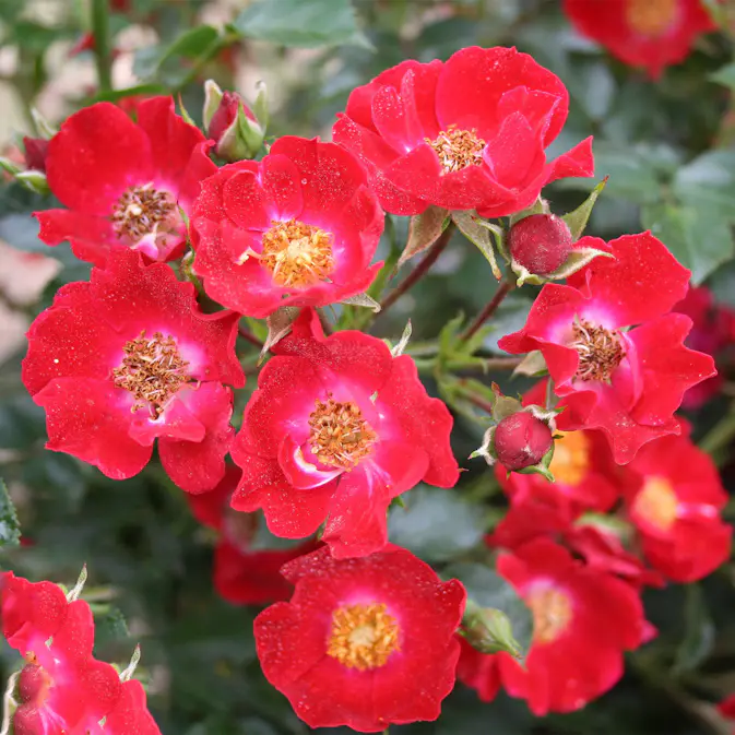 Ros Omnia Garden Marktäckande Bassino